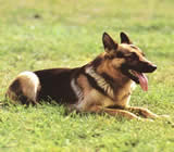 Adestramento de cães no Bairro Flamengo