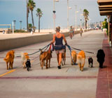 Dog Walkers de cães no bairro Flamengo